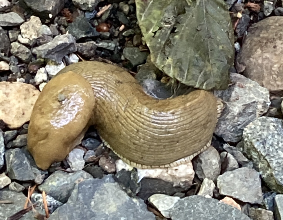 Picture of poop slug